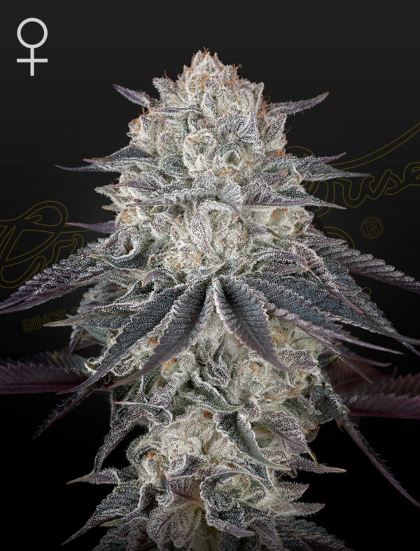 Green House Seeds Fullgas
