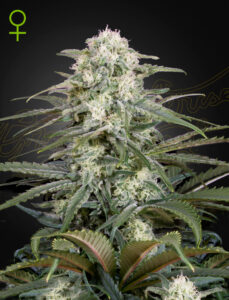 Green House Seeds Kalashnikova Auto