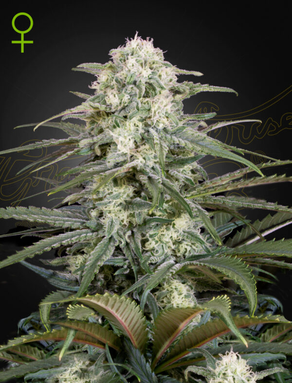 Green House Seeds Kalashnikova Auto