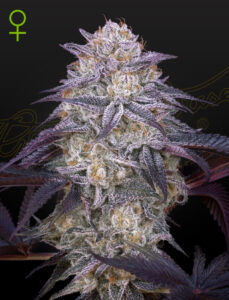 Green House Seeds King’s Juice Auto