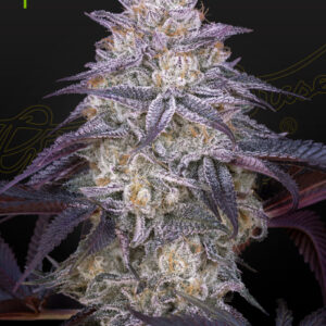 Green House Seeds King's Juice Auto