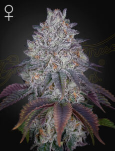 Green House Seeds King’s Tart