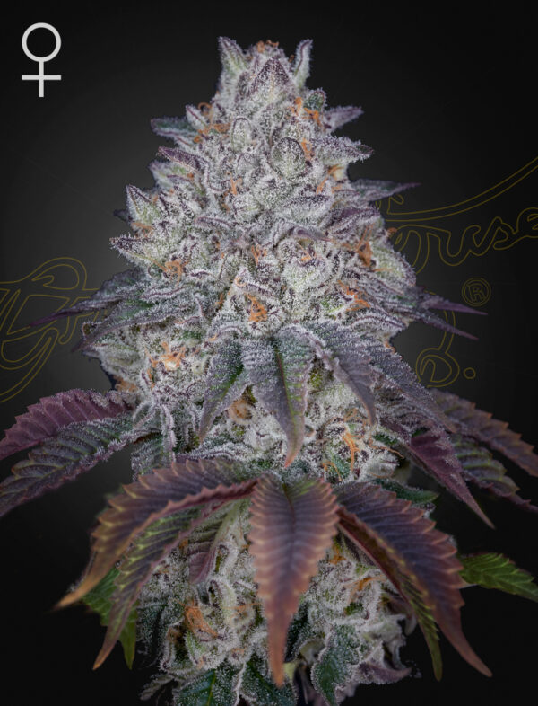 Green House Seeds King’s Tart