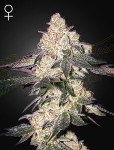 Green House Seeds Moweeto