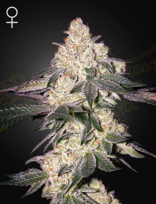 Green House Seeds Moweeto
