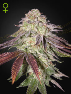 Green House Seeds Sugarlato Auto
