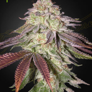 Green House Seeds Sugarlato Auto