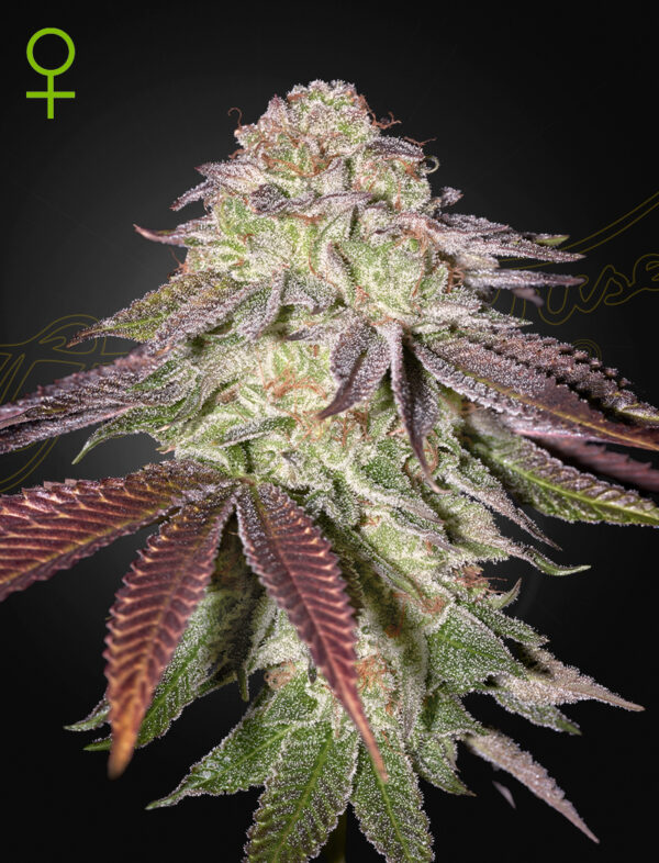 Green House Seeds Sugarlato Auto