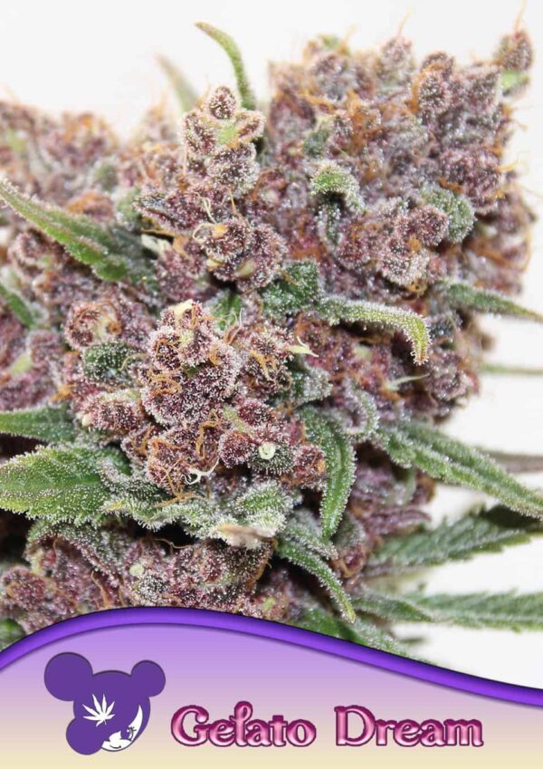 Anesia Seeds Gelato Dream