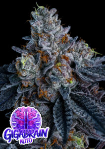 Anesia Seeds Giga Brain AUTO