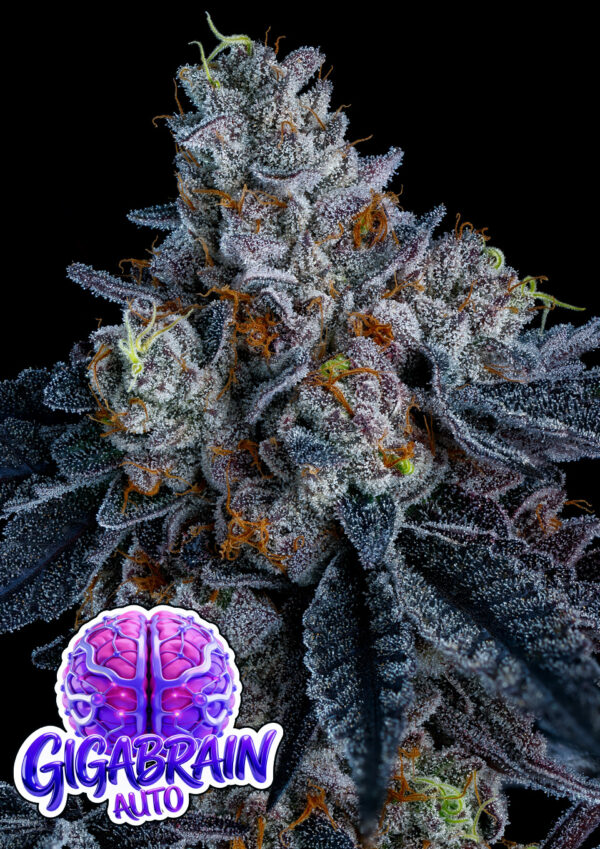 Anesia Seeds Giga Brain AUTO