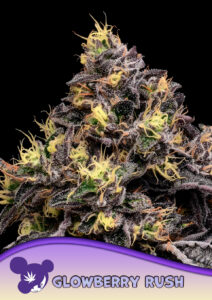 Anesia Seeds Glowberry Rush