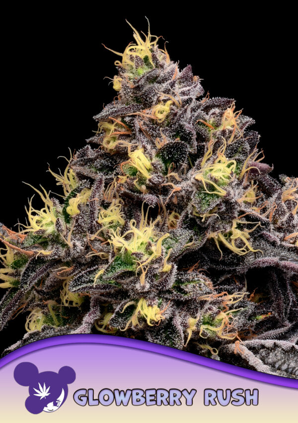 Anesia Seeds Glowberry Rush