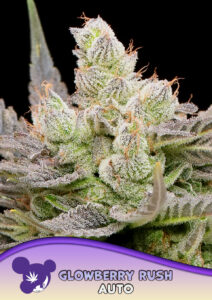 Anesia Seeds Glowberry Rush AUTO