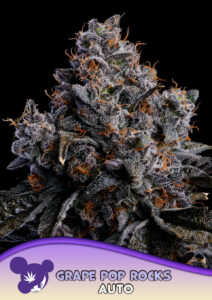 Anesia Seeds Grape Pop Rocks AUTO