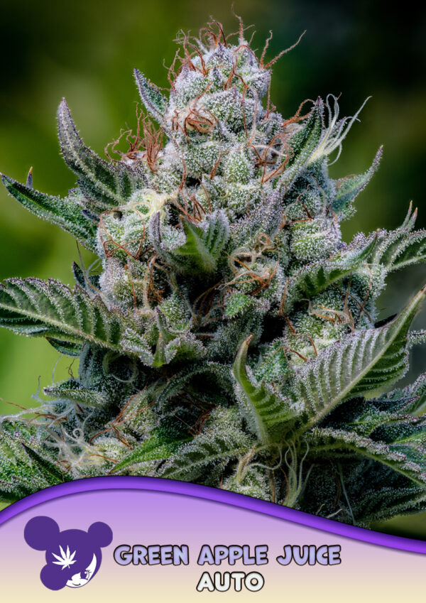 Anesia Seeds Green Apple Juice AUTO