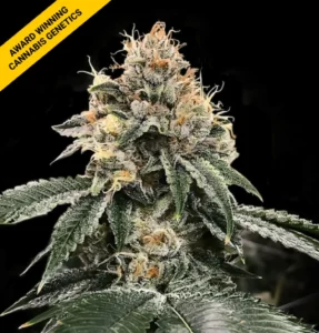 DNA Genetics Hg23 AKA Michael Jordan
