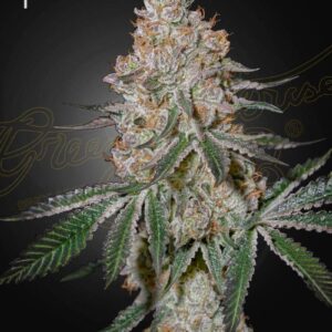 Green House Seeds HighCloudZ