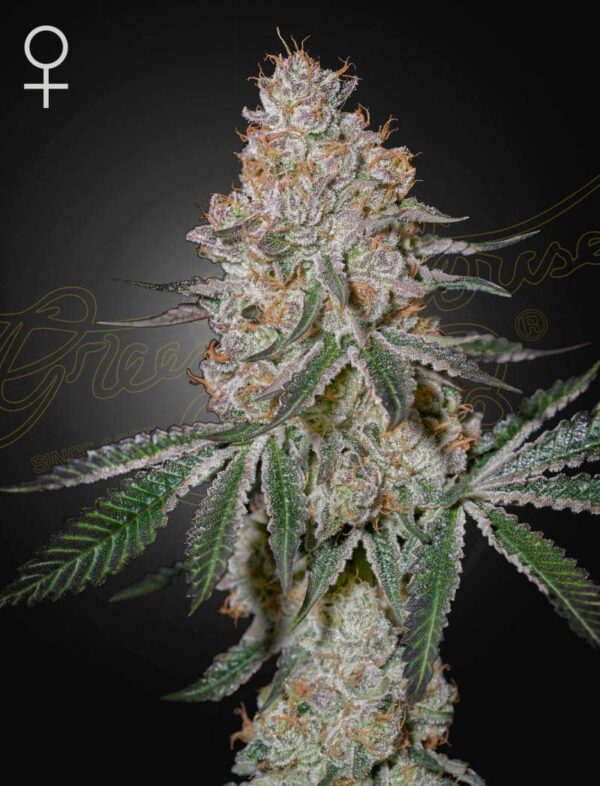 Green House Seeds HighCloudZ
