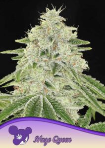 Anesia Seeds Haze Queen