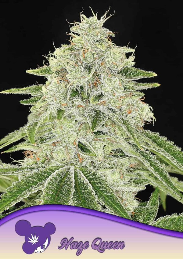 Anesia Seeds Haze Queen