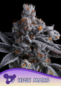 Anesia Seeds High Mars