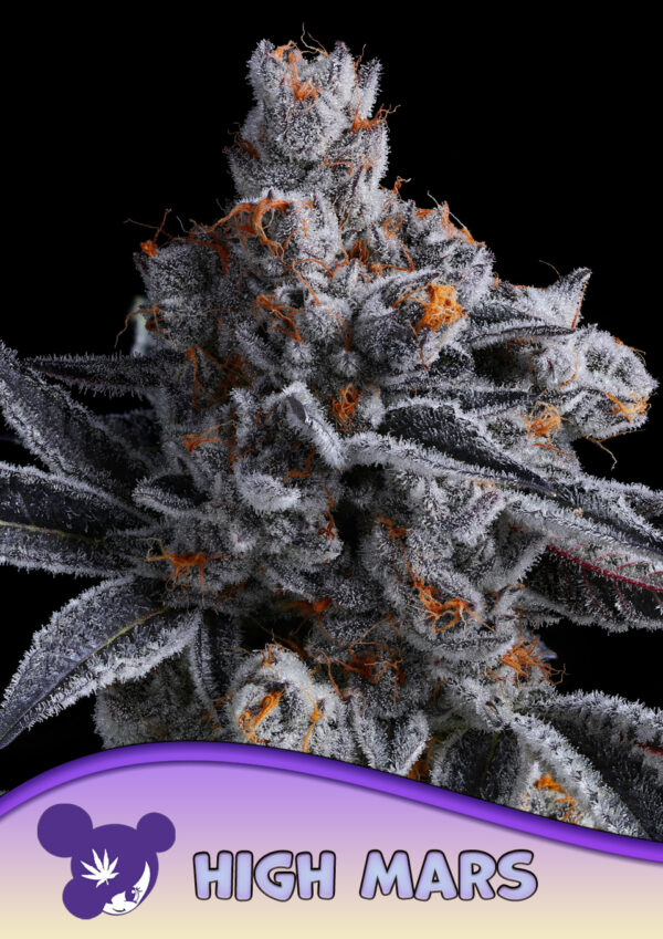 Anesia Seeds High Mars