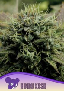 Anesia Seeds Hindu Kush