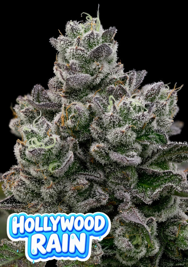 Anesia Seeds Hollywood Rain