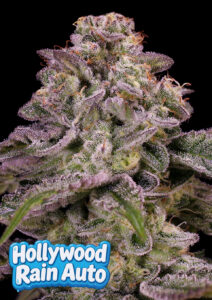 Anesia Seeds Hollywood Rain AUTO