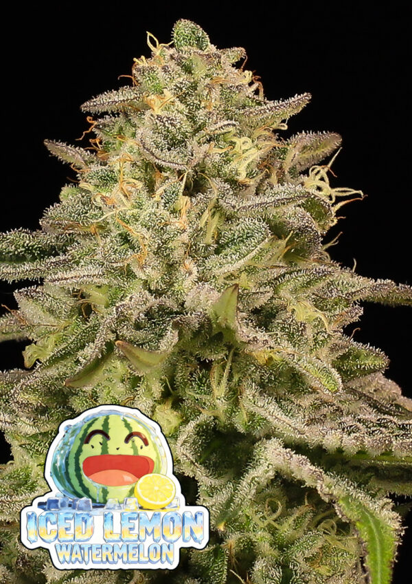 Anesia Seeds Iced Lemon Watermelon