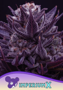 Anesia Seeds Imperium X