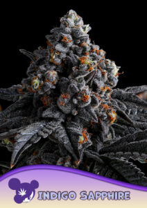 Anesia Seeds Indigo Sapphire