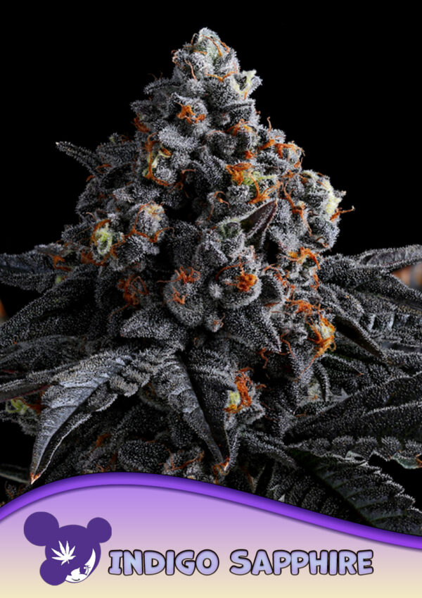 Anesia Seeds Indigo Sapphire