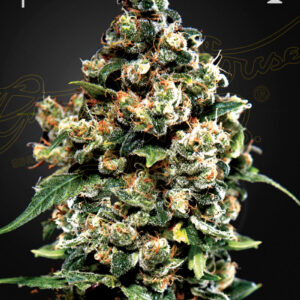 Green House Seeds Jack Herer