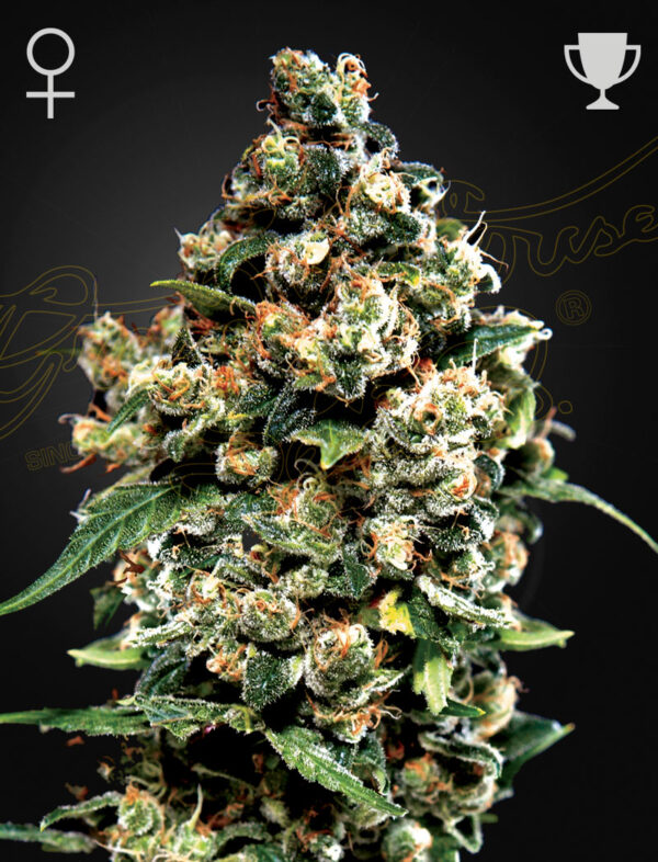 Green House Seeds Jack Herer