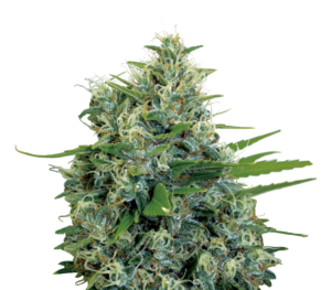Serious Seeds Kalibubba