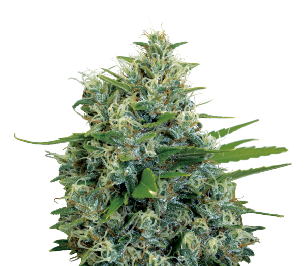 Serious Seeds Kalibubba