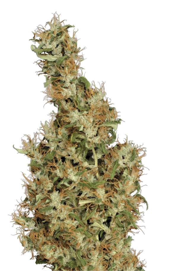 Serious Seeds Kali Mist