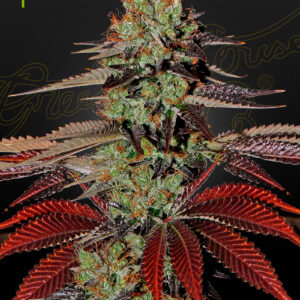 Green House Seeds King's Kush Auto