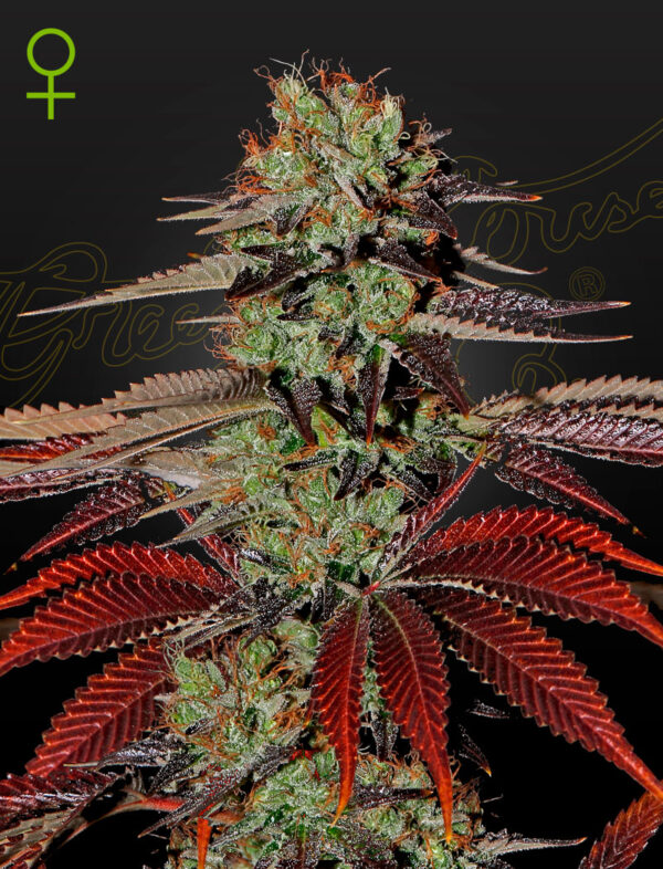 Green House Seeds King’s Kush Auto