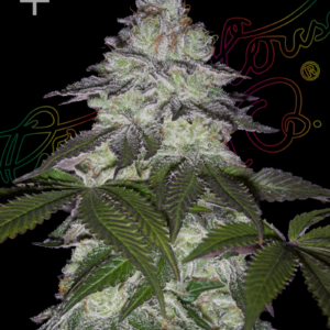 Green House Seeds Milky Dreams