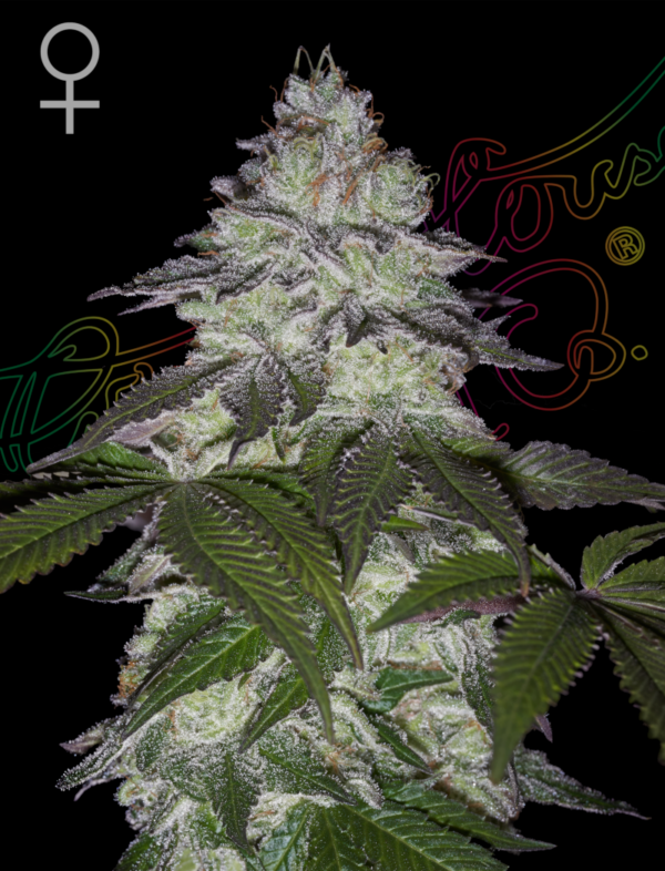 Green House Seeds Milky Dreams