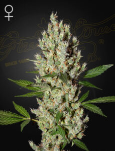 Green House Seeds Moby Dick