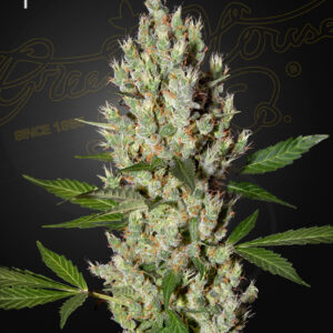 Green House Seeds Moby Dick