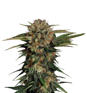 Serious Seeds Motavation