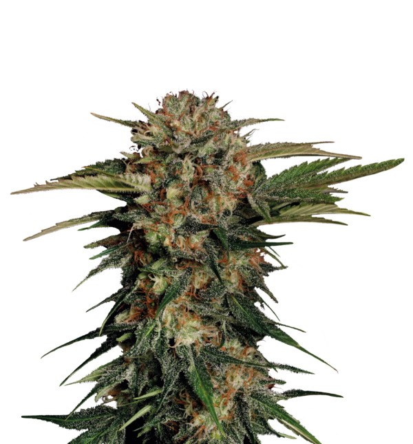 Serious Seeds Motavation