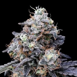 DNA Genetics Macmelon AUTO