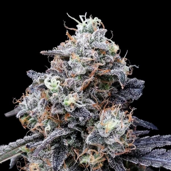DNA Genetics Macmelon AUTO