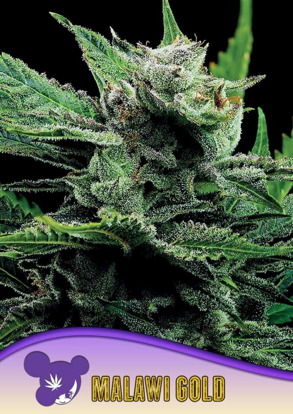 Anesia Seeds Malawi Gold